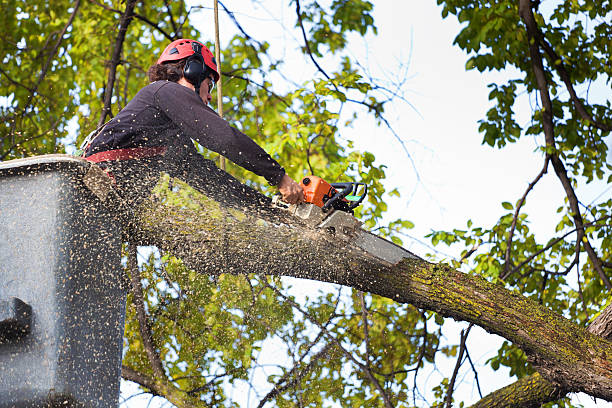 Best Palm Tree Trimming  in Ridgway, PA